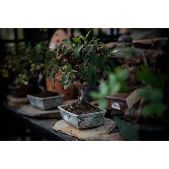Bonsai Plants